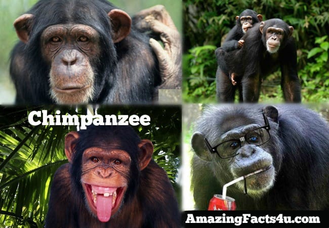 Chimpanzee Amazing facts