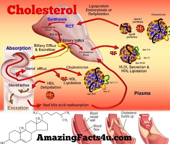 Cholesterol Amazing facts
