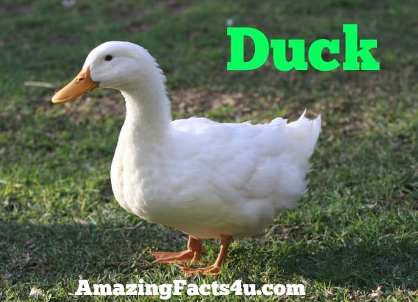Duck Amazing facts