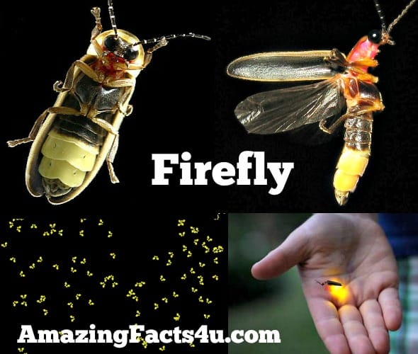 Firefly Amazing Facts