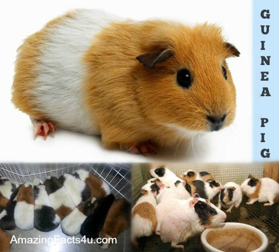 Guinea Pig Amazing Facts