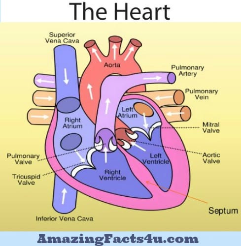 Heart Amazing Facts