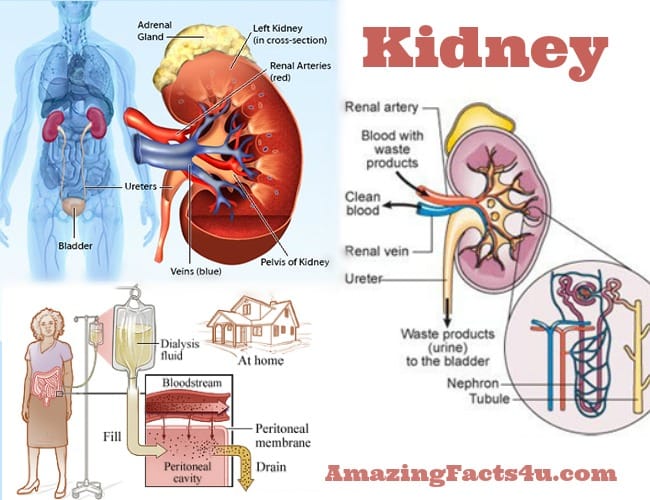 Kidney Amazing Facts