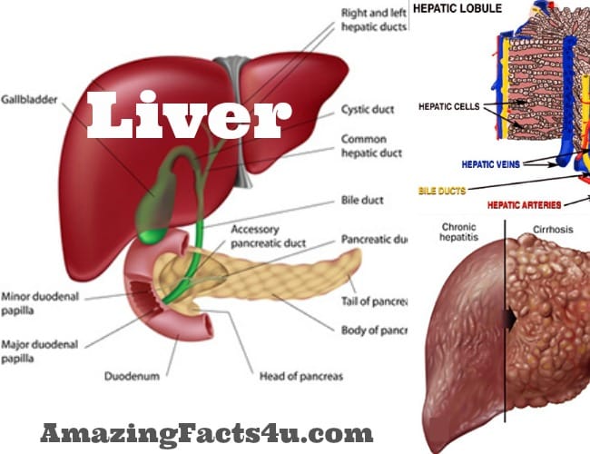 Liver Amazing Facts