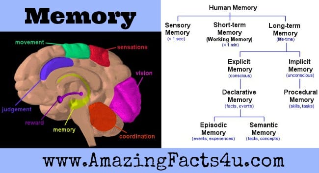 Memory Amazing Facts