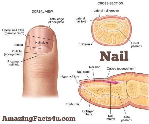 Nail Amazing Facts
