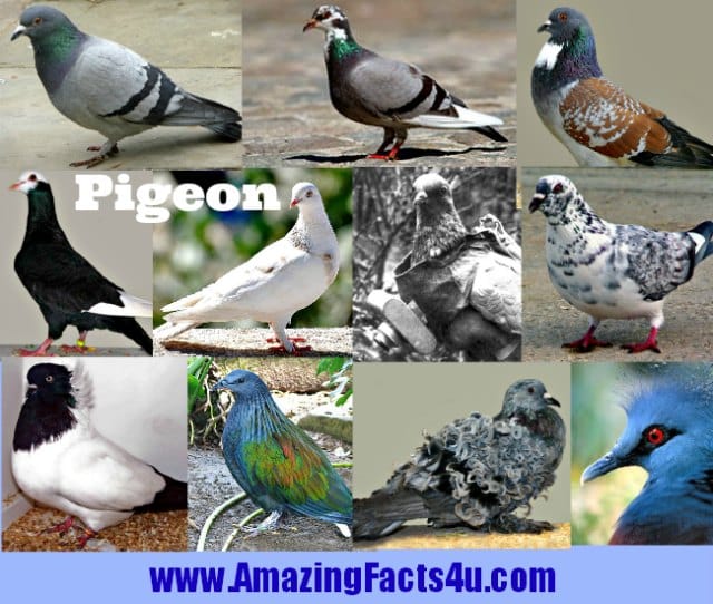 Pigeon Amazing Facts