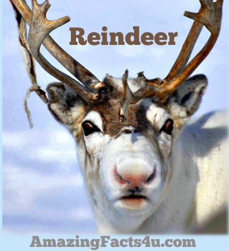 Reindeer Amazing Facts