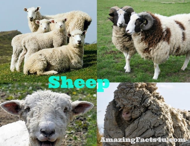 Sheep Amazing facts