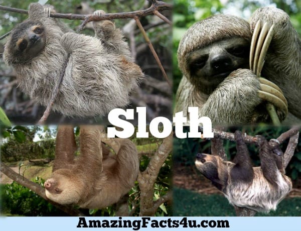 Sloth Amazing Facts