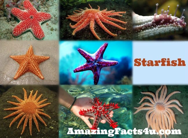 Starfish Amazing facts