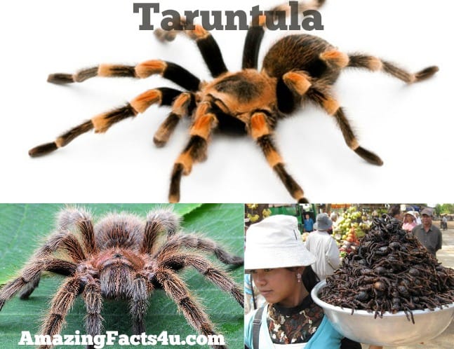 Taruntula Amazing Facts
