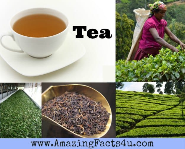 Tea Amazing Facts