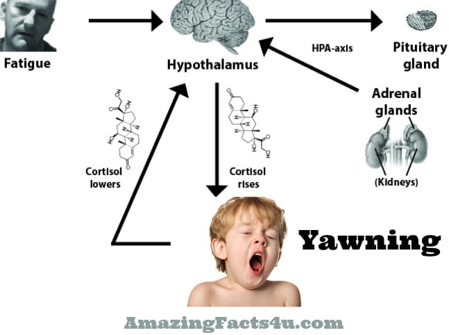 Yawning Amazing Facts