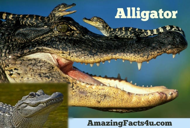 Alligator Amazing facts