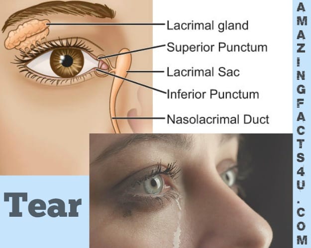 Tear Amazing facts
