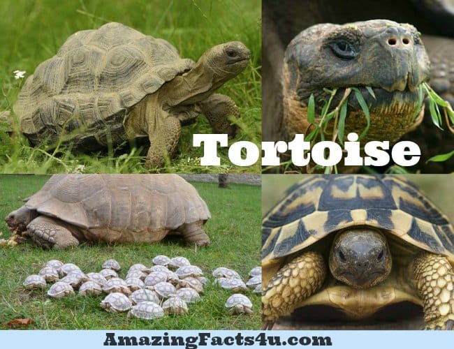 Tortoise Amazing facts