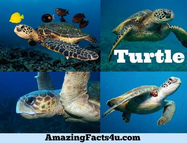 Turtle Amazing Facts