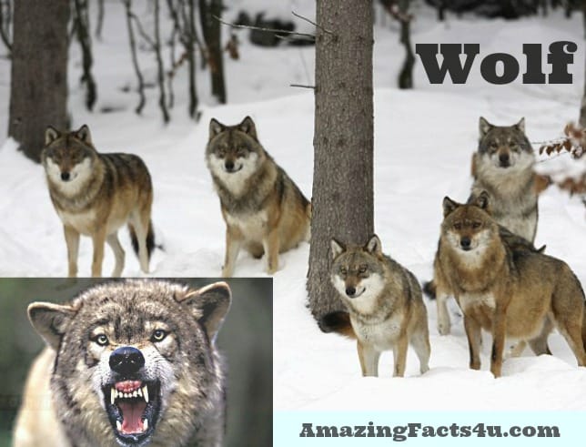 Wolf Amazing Facts