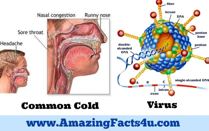 Common Cold Amazing facts