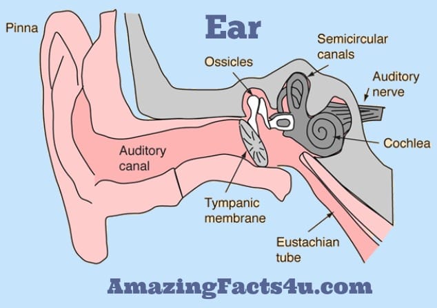 Ear Amazing Facts