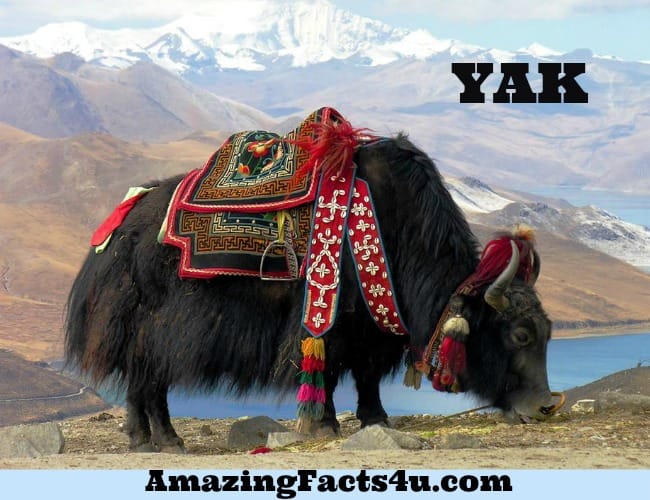 Yak Amazing Facts