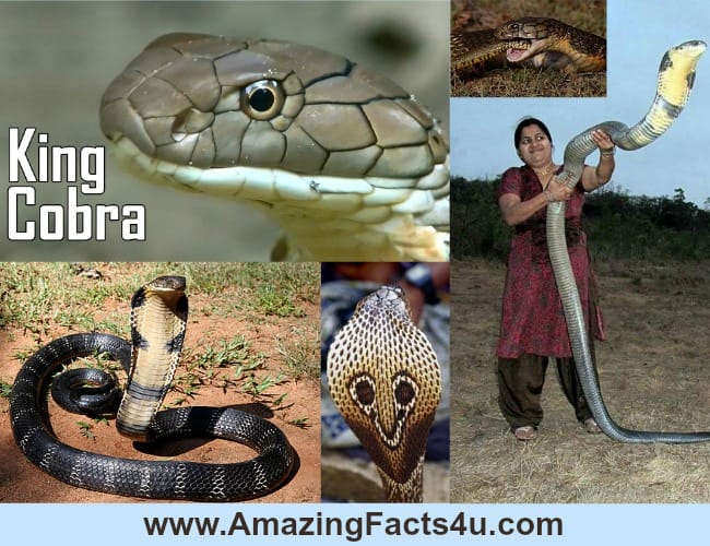 Amazing Facts King Cobra