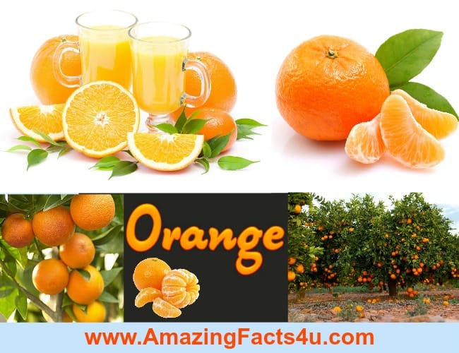 Amazing Facts Orange