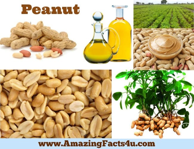 Amazing Facts Peanut