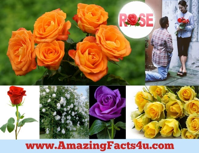 Amazing Facts Rose