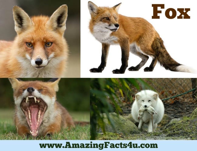 amazing-facts-fox