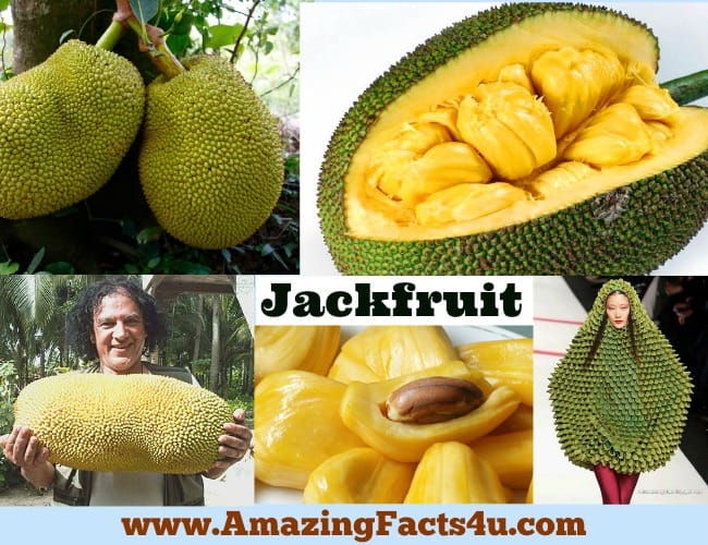 amazing-facts-jackfruit
