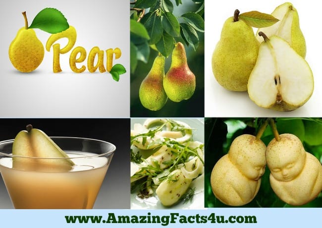 amazing-facts-pear