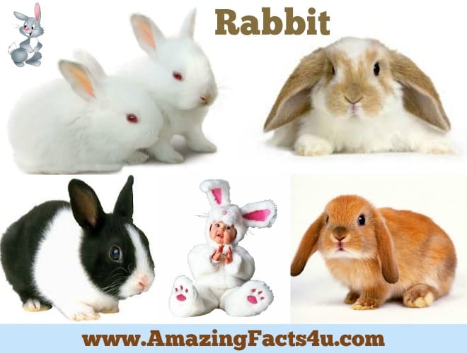 amazing-facts-rabbit