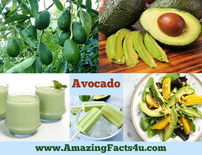 Amazing Facts Avocado