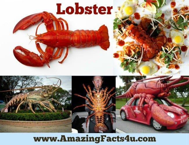 Amazing Facts Lobster