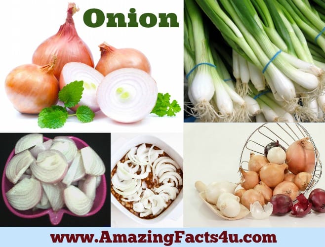 Amazing Facts Onion