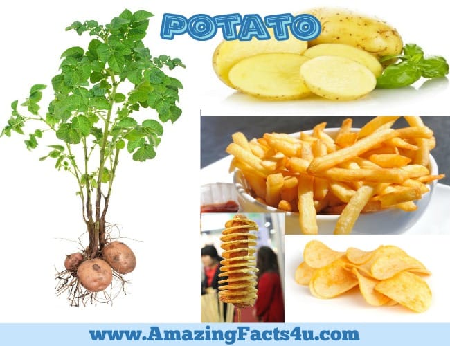 Amazing Facts Potato