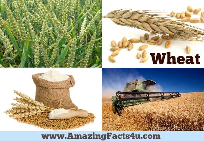 Amazing Facts Wheat