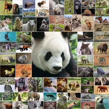 Facts about Mammals - Amazing Facts 4u