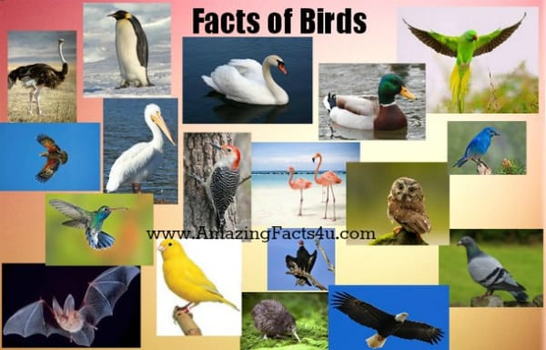 Birds - Amazing Facts 4 u