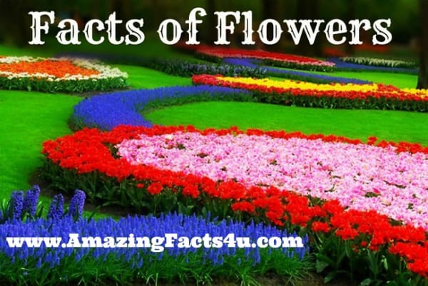 Flowers - Amazing Facts 4 u