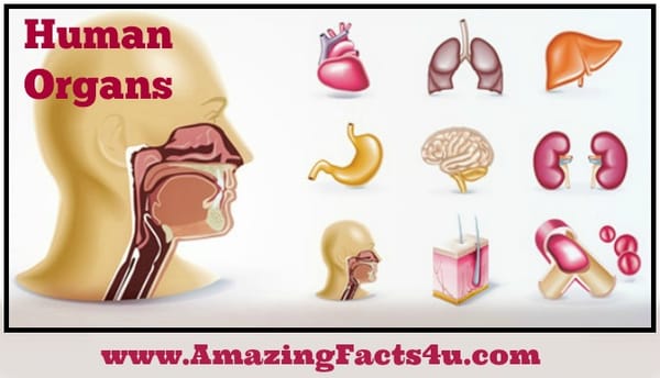 Human Organs - Amazing Facts 4 u