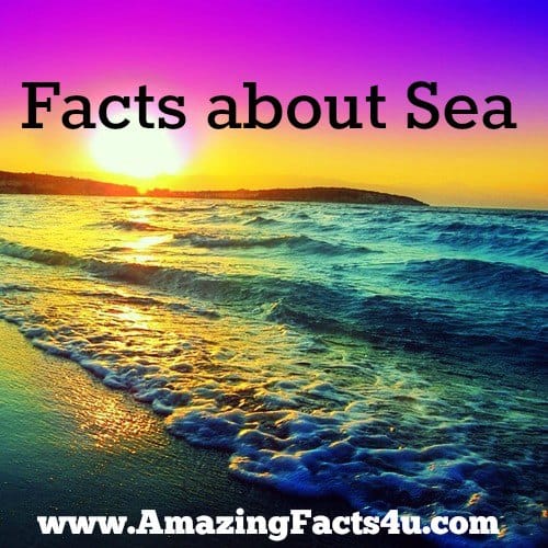Sea - Amazing Facts 4 u