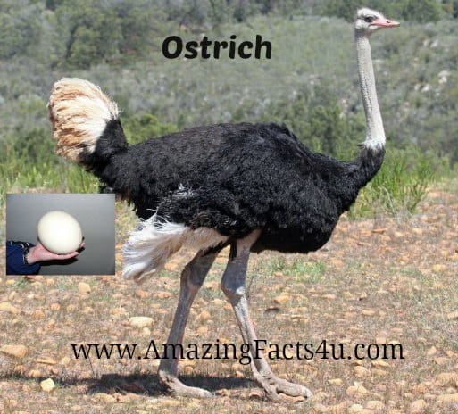 Ostrich - Amazing Facts 4 u
