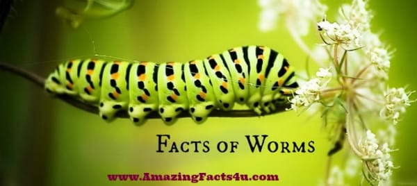 Worms - Amazing Facts 4 u
