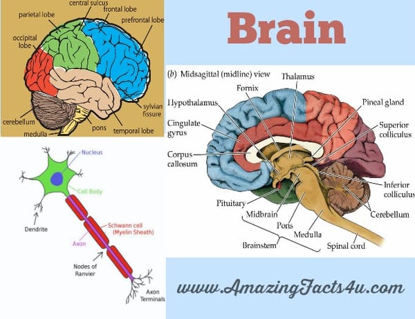 Brain - Amazing Facts 4 u