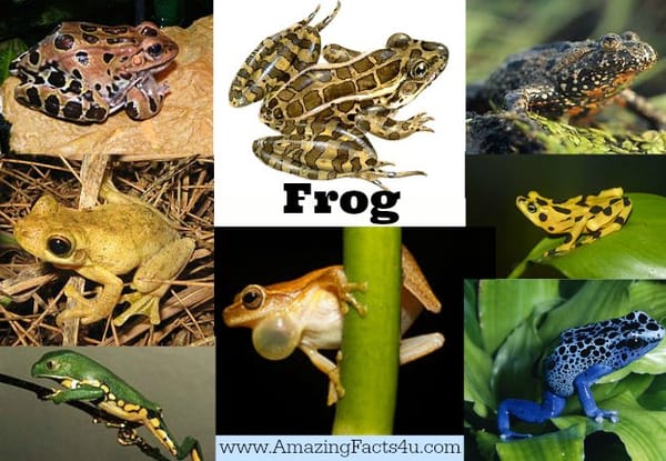 Frog - Amazing Facts 4 u