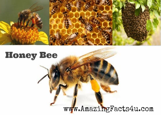 Honey Bee - Amazing Facts 4 u