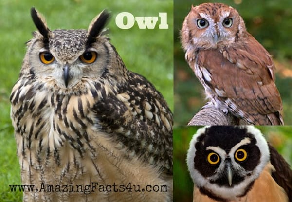 Owl - Amazing Facts 4 u